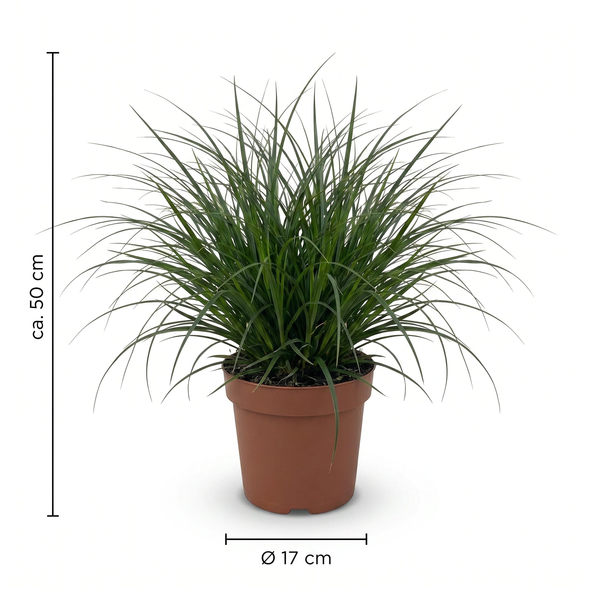 Immergrüne Segge Maßangaben ca. 50 cm und Ø 17 cm