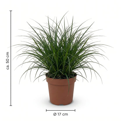 Immergrüne Segge Maßangaben ca. 50 cm und Ø 17 cm