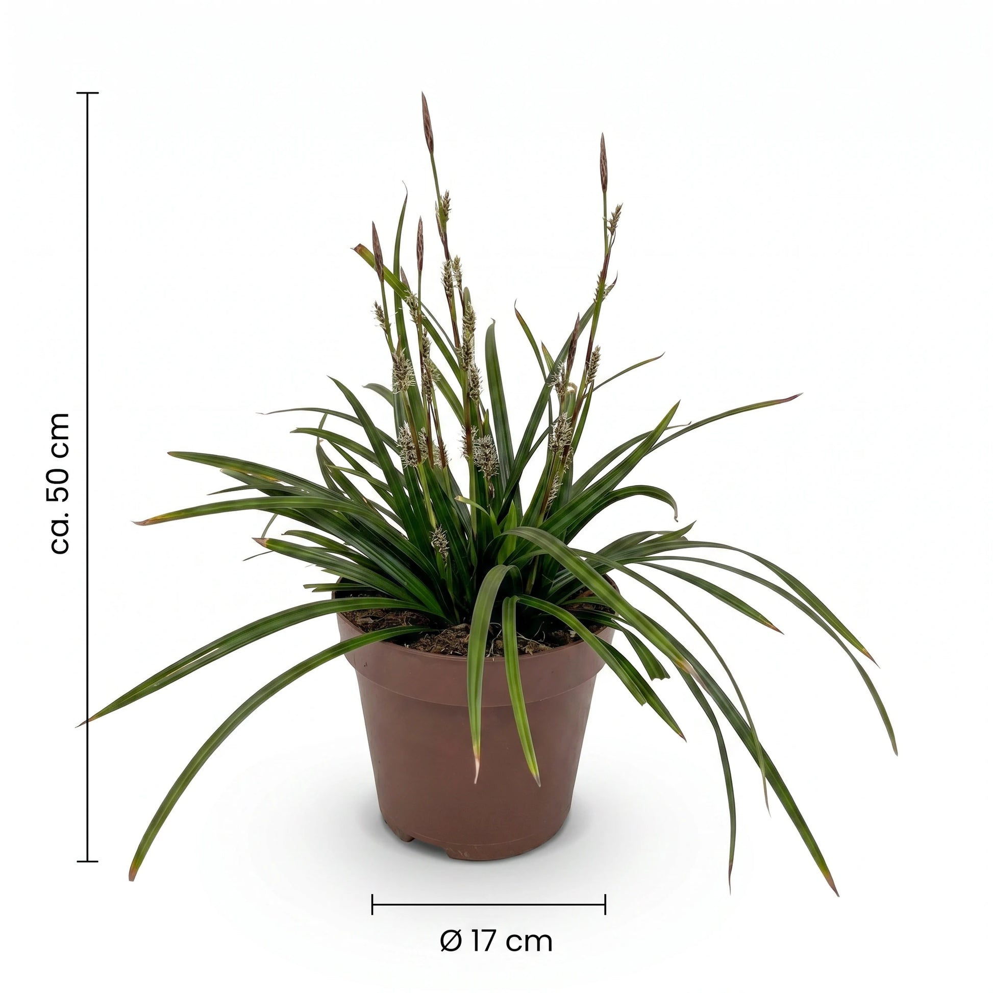 Japan-Segge Maße: Topf Ø 17 cm, Höhe ca. 50 cm