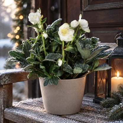 Blühende Christrose im Topf in greige Übertopf auf einer Holzbank am Hauseingang im Advent