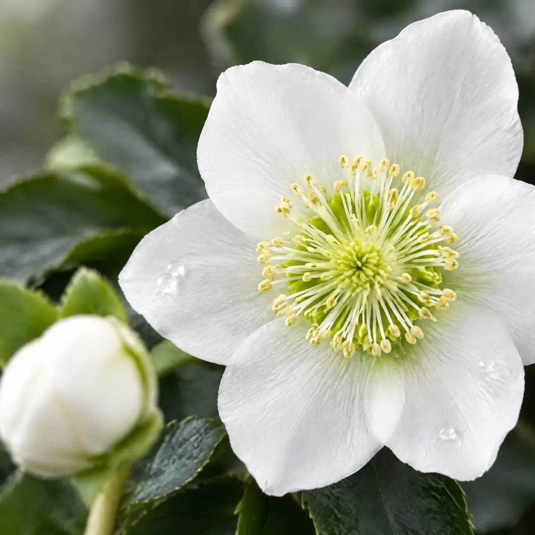 Nahaufnahme einer reinweißen Christrosen-Blüte mit gelben Staubgefäßen