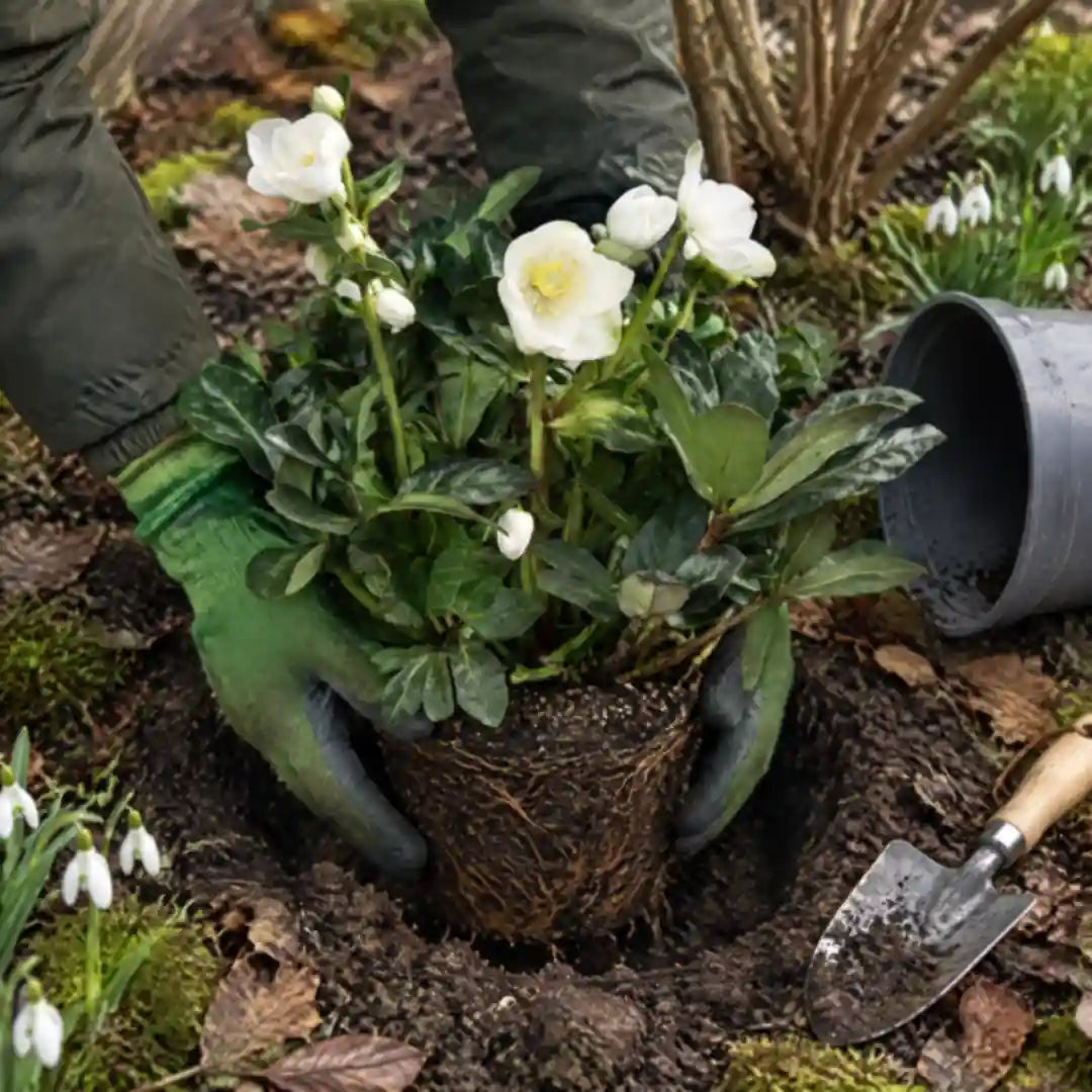 Christrose wird nach der Blüte mit Gartenhandschuhen ins halbschattige Beet gepflanzt