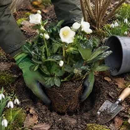Christrose wird nach der Blüte mit Gartenhandschuhen ins halbschattige Beet gepflanzt