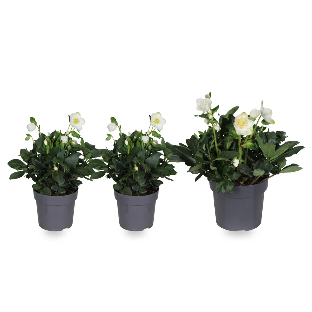 Größenvergleich: 2 Christrosen im Topf Ø 14 cm neben 1 Christrose im Topf Ø 17 cm