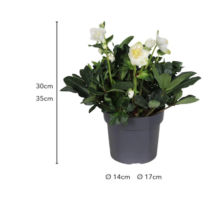 Größe Christrose: 30 cm bzw. 35 cm, Topf Ø 14 cm bzw. Ø 17 cm