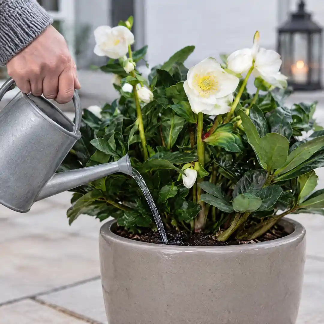 Christrose wird mit einer Zinkgießkanne direkt auf die Erde gegossen