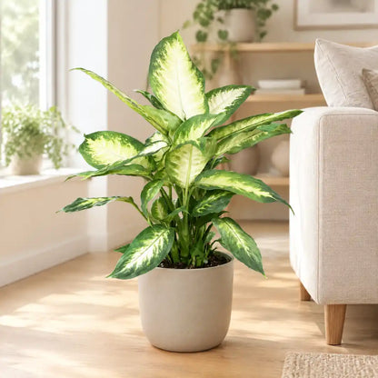 Dieffenbachia Camilla mit cremeweißen Blättern im beigen Übertopf in einem hellen Wohnraum