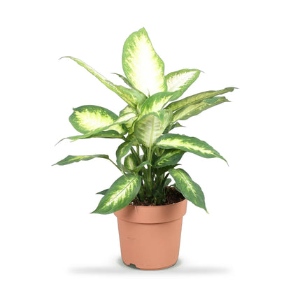 Dieffenbachia Camilla im Ø-17-cm-Kulturtopf im Lieferzustand, ca. 45–50 cm hoch