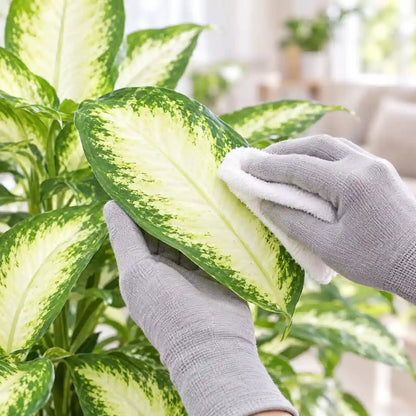 Hand mit Handschuh stützt ein cremeweißes Blatt der Dieffenbachia seguine 'Camilla'