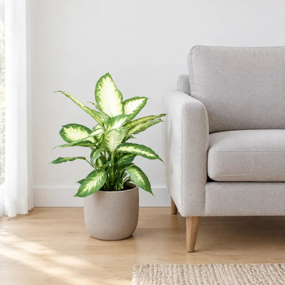 Dieffenbachia Camilla im greigen Übertopf neben einem Sessel als Größenvergleich