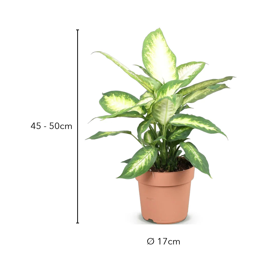 Größe Dieffenbachia Camilla: 45 - 50 cm, Topf Ø 17 cm