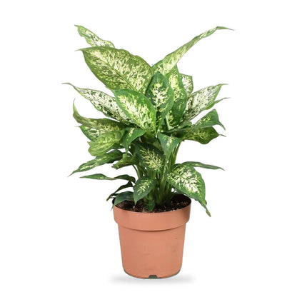 Dieffenbachia Compacta im Kulturtopf Ø 17 cm, freigestellt auf Weiß