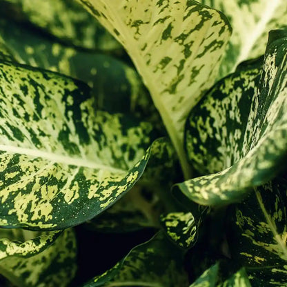 Nahaufnahme der grünen, cremeweiß gesprenkelten Blätter der Dieffenbachia Compacta