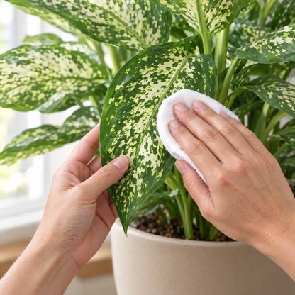 Hand wischt ein gesprenkeltes Blatt der Dieffenbachia Compacta mit einem feuchten Tuch ab