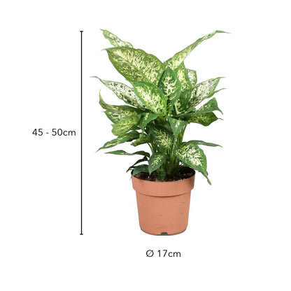 Größe der Dieffenbachia Compacta: 45 bis 50 cm hoch mit Topf, Topf Ø 17 cm