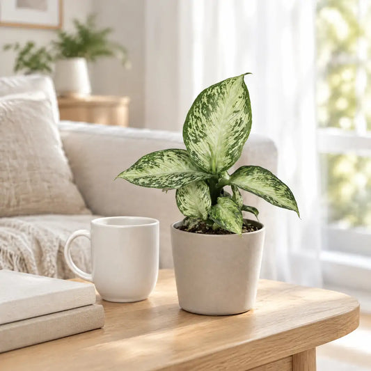 Dieffenbachia Snow im beigen Übertopf auf einem Holztisch im hellen Wohnzimmer