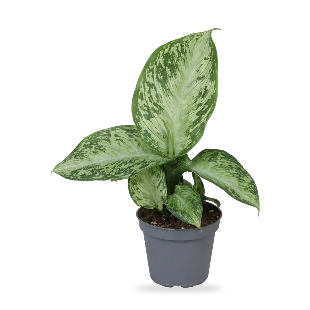 Dieffenbachia Snow im grauen Anzuchttopf Ø 6 cm, freigestellt auf Weiß