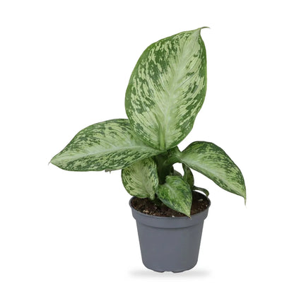 Dieffenbachia Snow im grauen Anzuchttopf Ø 6 cm, freigestellt auf Weiß