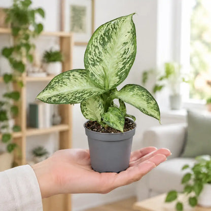 Dieffenbachia Snow im Ø-6-cm-Topf auf einer Handfläche als Größenvergleich