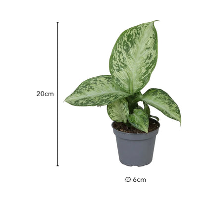 Größe der Dieffenbachia Snow: rund 20 cm hoch mit Topf, Topf Ø 6 cm