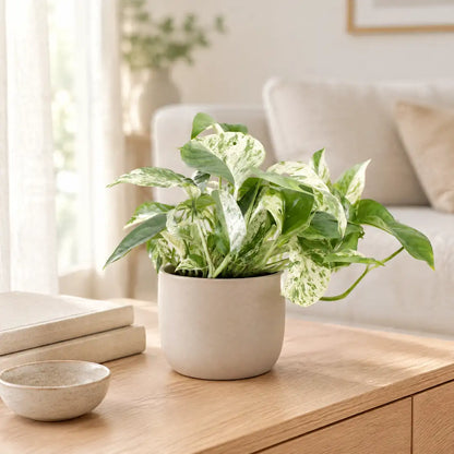 Efeutute Marble Queen im beigen Übertopf auf einem hellen Sideboard im Wohnzimmer