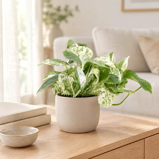 Efeutute Marble Queen im beigen Übertopf auf einem hellen Sideboard im Wohnzimmer