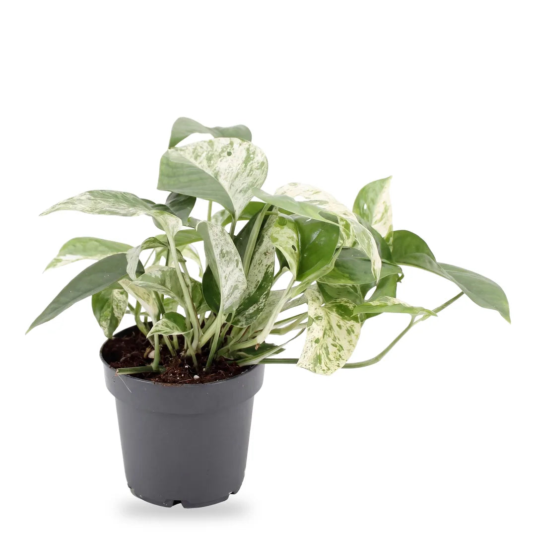 Efeutute Marble Queen im grauen Anzuchttopf Ø 12 cm, Lieferzustand auf Weiß