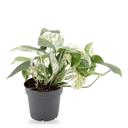 Efeutute Marble Queen im grauen Anzuchttopf Ø 12 cm, Lieferzustand auf Weiß