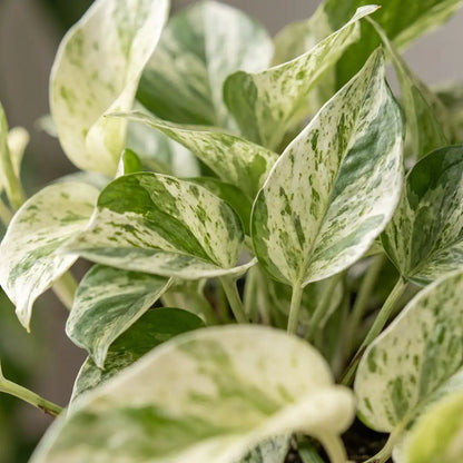 Nahaufnahme der cremeweiß-grün marmorierten Blätter der Efeutute Marble Queen