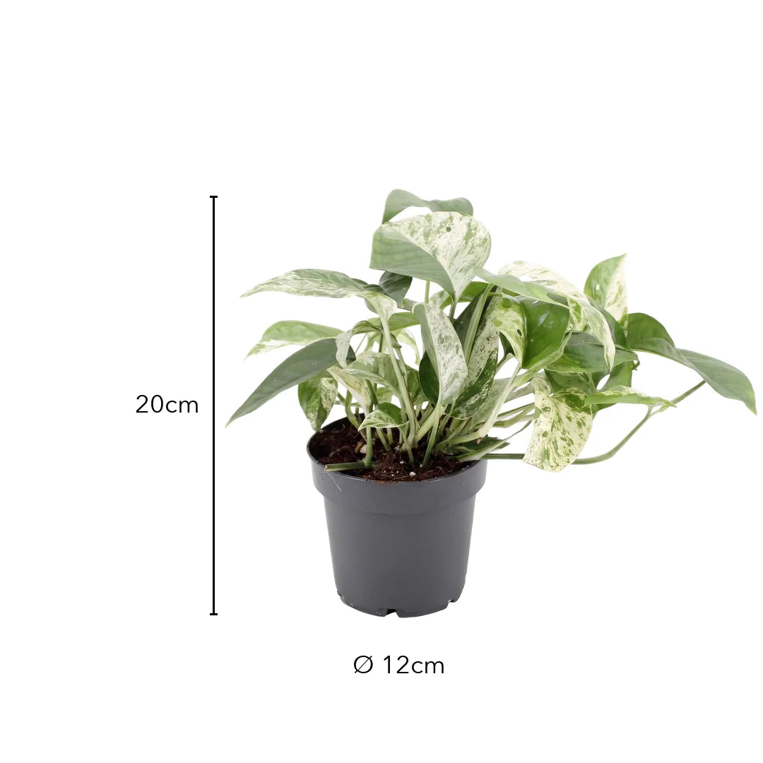 Größe Efeutute Marble Queen: 20 cm, Topf Ø 12 cm