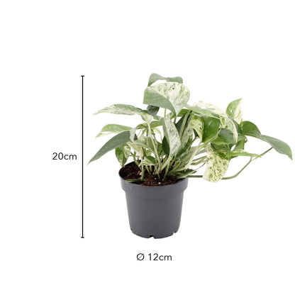 Größe Efeutute Marble Queen: 20 cm, Topf Ø 12 cm