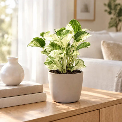 Epipremnum Manjula (Efeutute 'Manjula') im greigen Übertopf auf einem Eichen-Sideboard im hellen Wohnzimmer