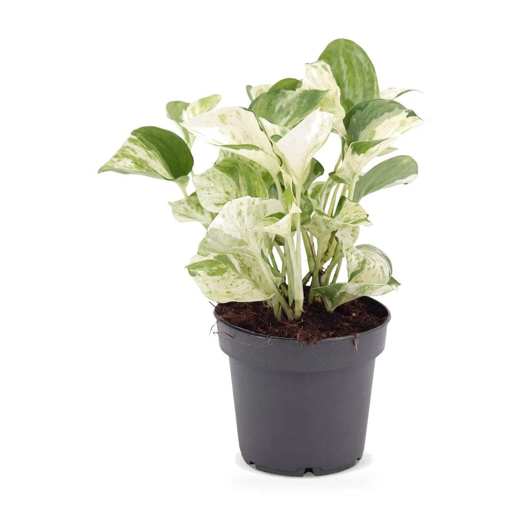 Epipremnum Manjula im dunkelgrauen Anzuchttopf Ø 12 cm, Lieferzustand auf weißem Hintergrund