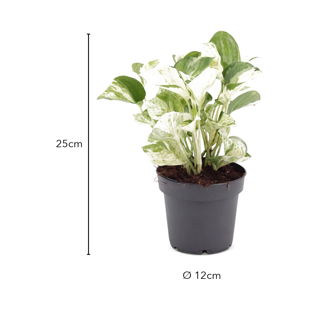 Größe Epipremnum Manjula: Höhe 25 cm, Topf Ø 12 cm