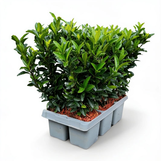 Euonymus 'Green Spire' im 6er-Tray – Lieferzustand mit Topf Ø 7 cm