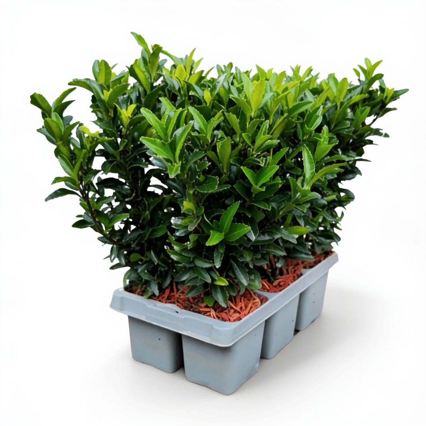 Euonymus 'Green Spire' im 6er-Tray – Lieferzustand mit Topf Ø 7 cm