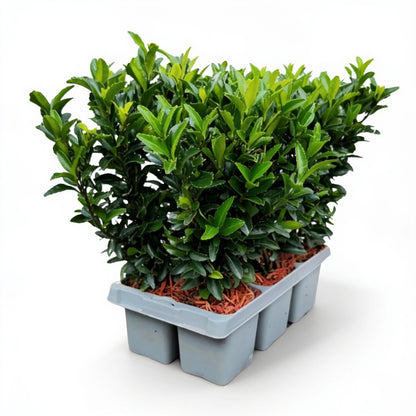 Euonymus 'Green Spire' im 6er-Tray – Lieferzustand mit Topf Ø 7 cm