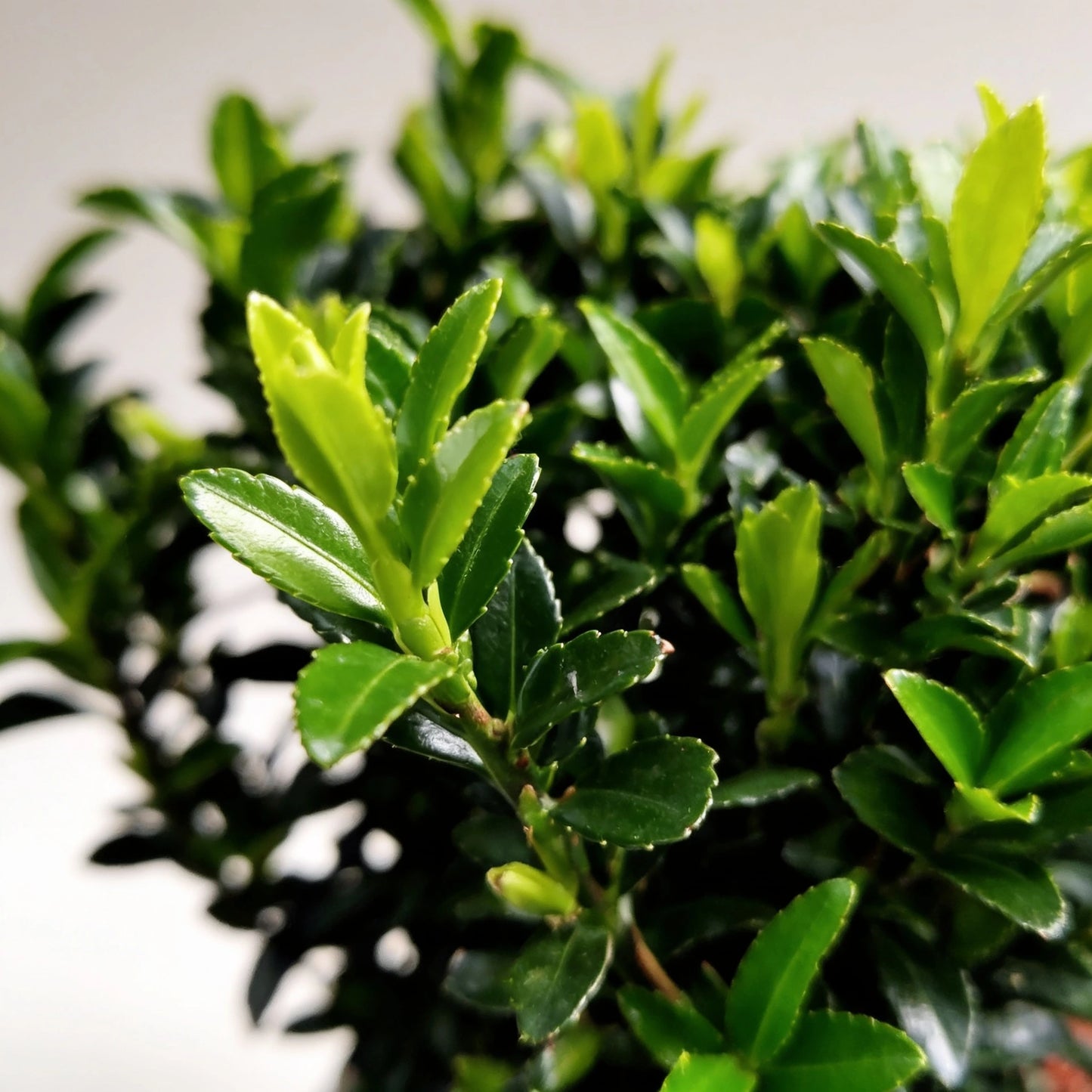 Euonymus 'Green Spire' Blatt-Makro – glänzend dunkelgrüne Blätter mit hellgrünen Austrieben