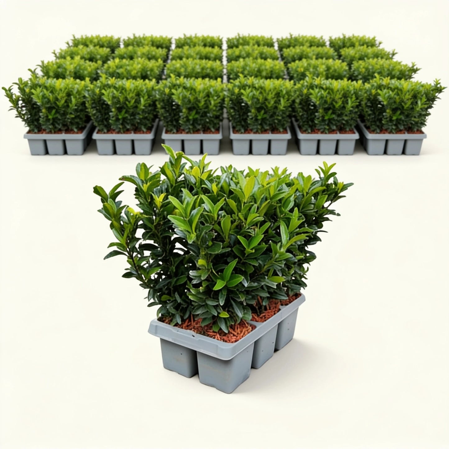 Euonymus 'Green Spire' 6er-Trays – größere Mengen für die Heckenpflanzung