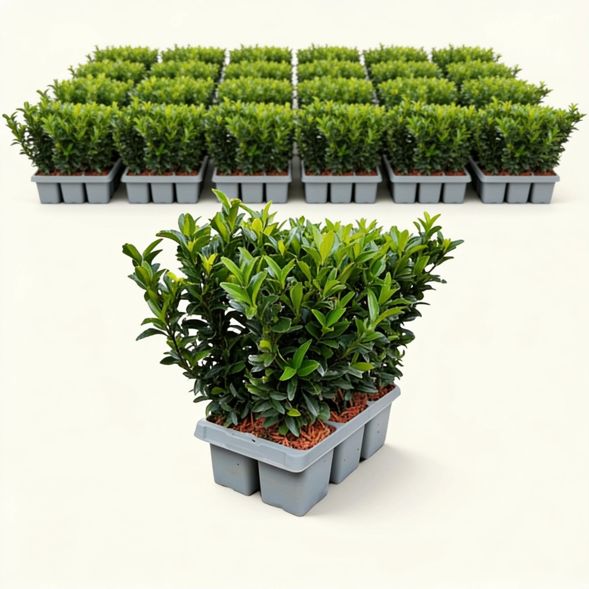 Euonymus 'Green Spire' 6er-Trays – größere Mengen für die Heckenpflanzung