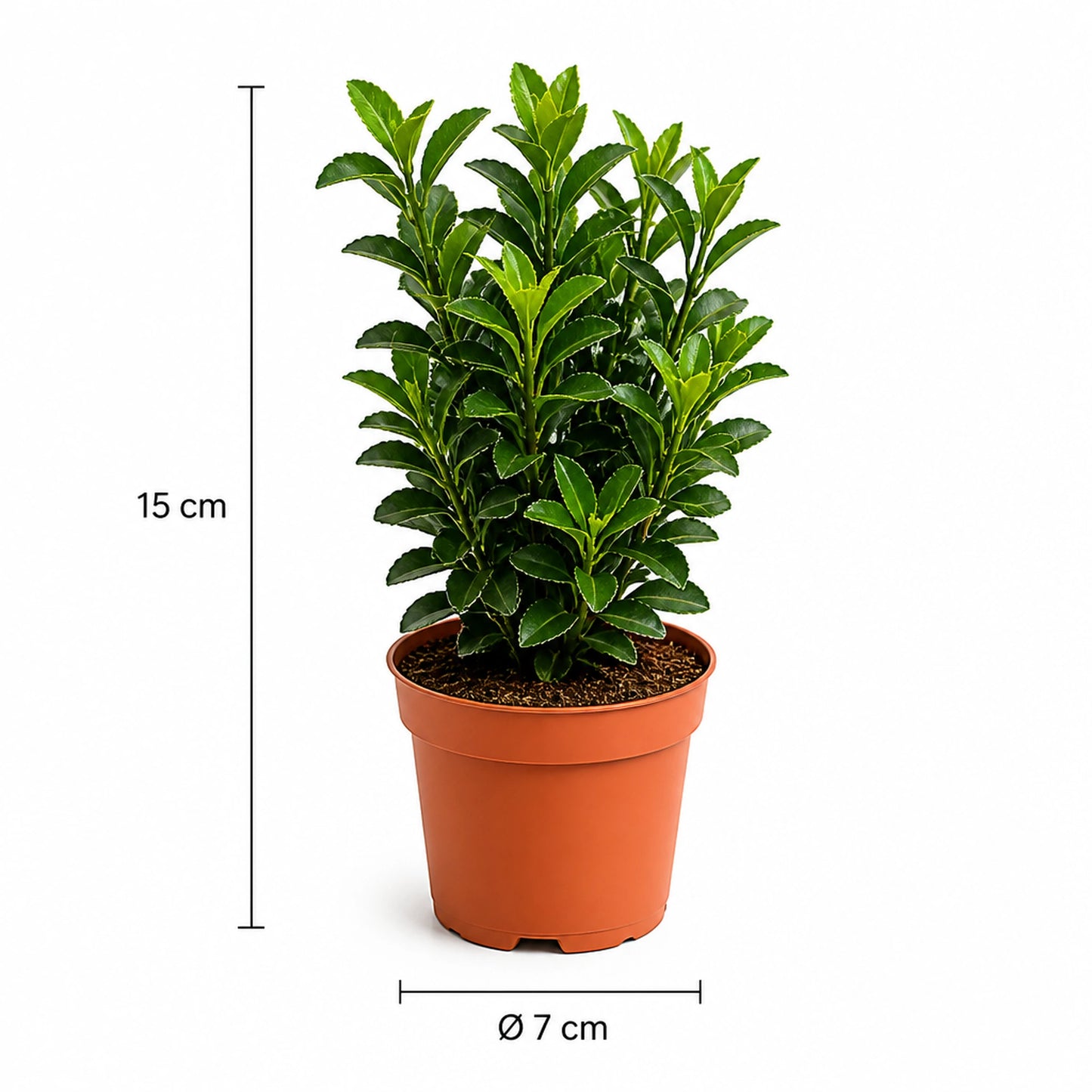 Euonymus 'Green Spire' Größen-Infografik – 15 cm Höhe, Topf Ø 7 cm