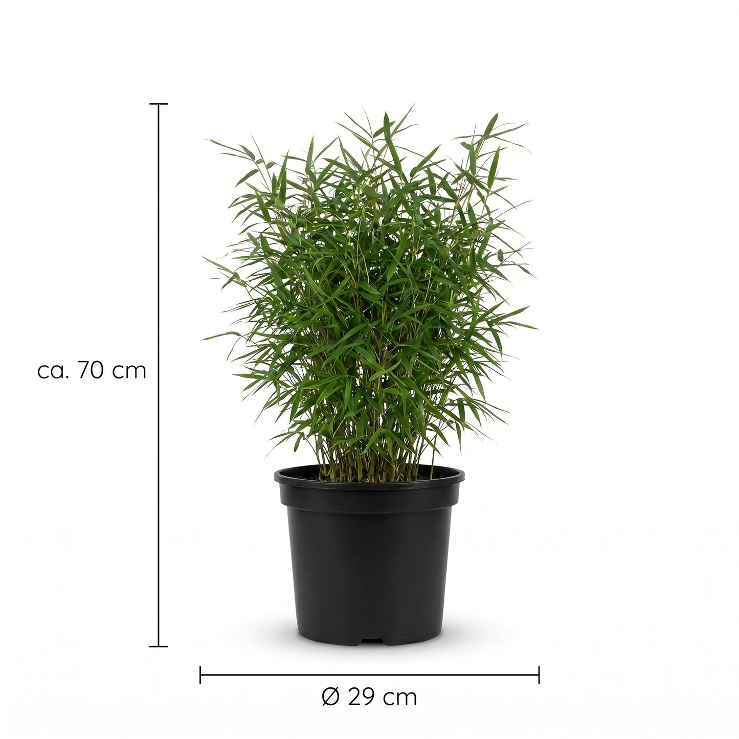 Fargesia Moontears Größenangabe: ca. 70 cm Höhe, Topf Ø 29 cm