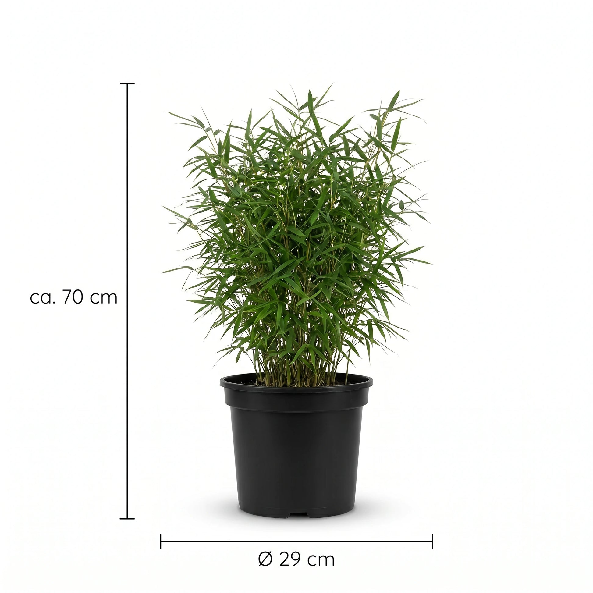 Fargesia Moontears Größenangabe: ca. 70 cm Höhe, Topf Ø 29 cm