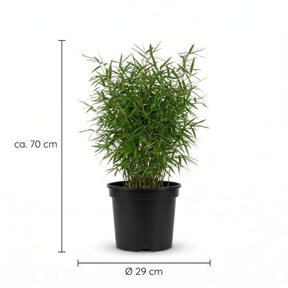 Fargesia Moontears Größenangabe: ca. 70 cm Höhe, Topf Ø 29 cm
