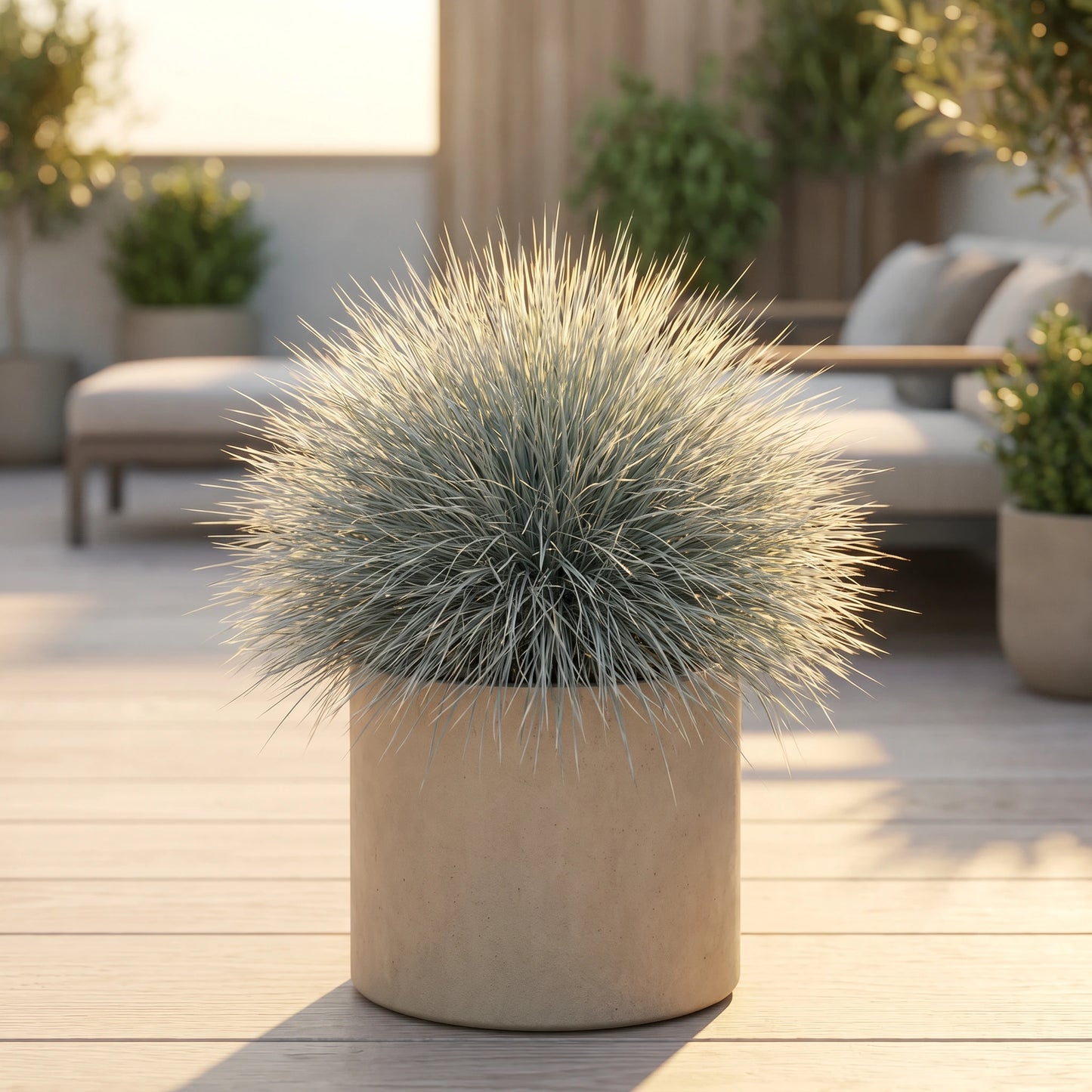 Blauschwingel (Festuca glauca 'Intense Blue') im Beige-Übertopf auf sonniger Terrasse