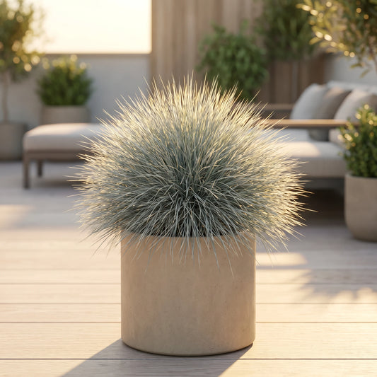 Blauschwingel (Festuca glauca 'Intense Blue') im Beige-Übertopf auf sonniger Terrasse