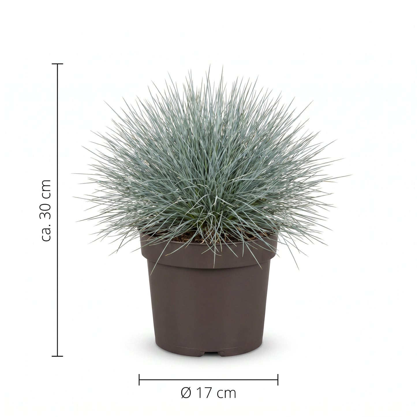 Größen-Infografik Blauschwingel mit ca. 30 cm Höhe und Topf Ø 17 cm