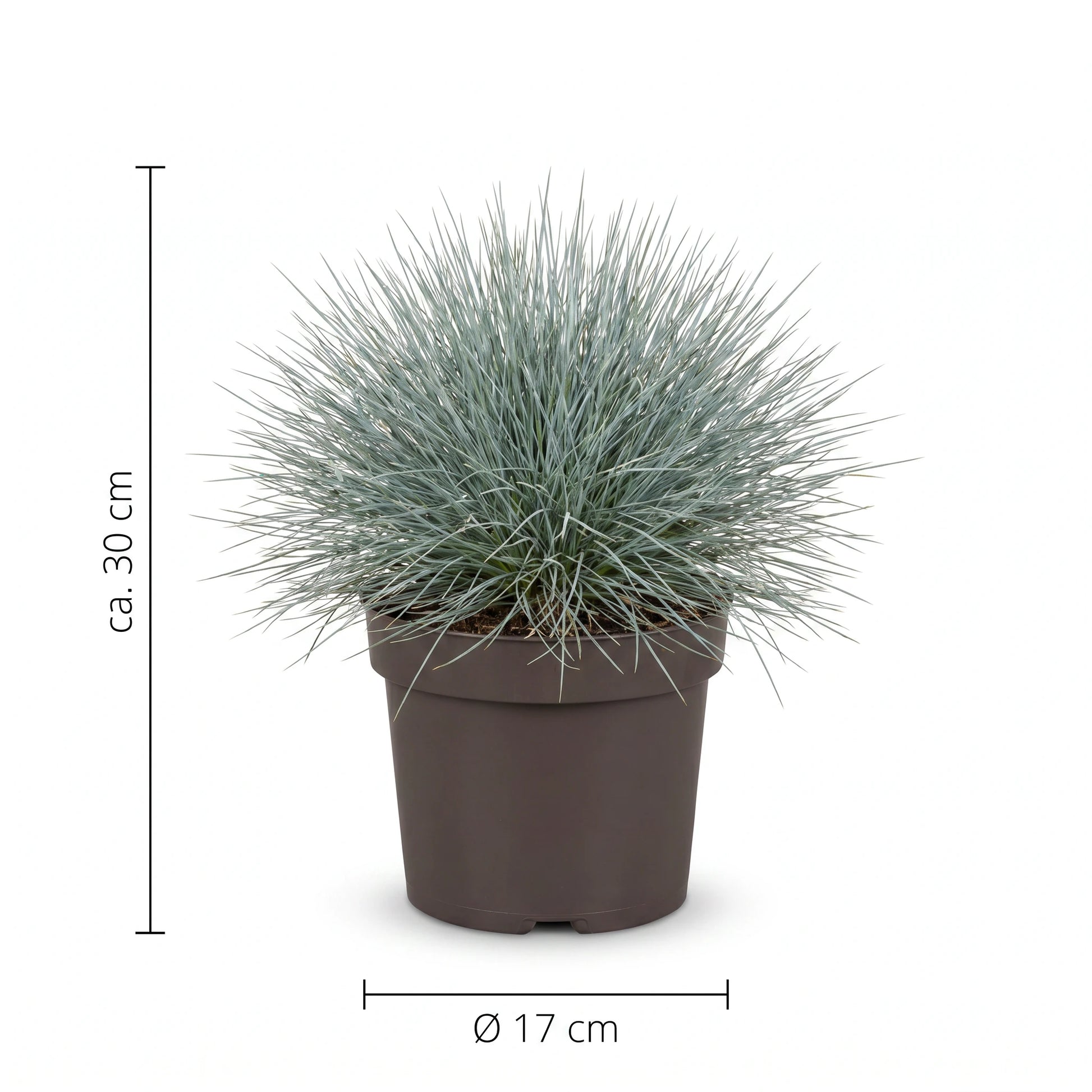 Größen-Infografik Blauschwingel mit ca. 30 cm Höhe und Topf Ø 17 cm
