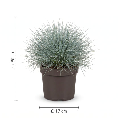 Größen-Infografik Blauschwingel mit ca. 30 cm Höhe und Topf Ø 17 cm