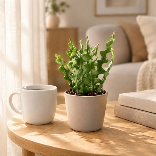Fischgrätenkaktus im beigen Übertopf auf einem Holztisch im hellen Wohnzimmer